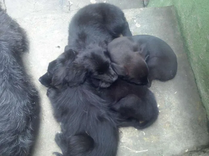 Cachorro ra a  idade 2 a 6 meses nome 4 femeas