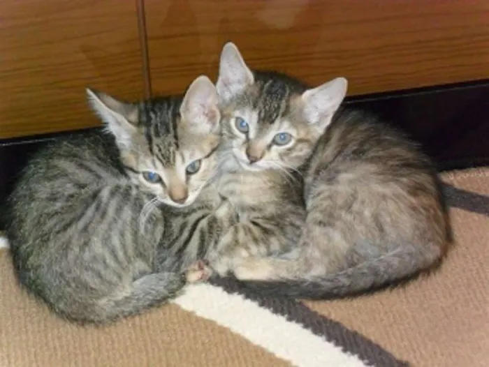 Gato raça nao sei idade 2 a 6 meses nome Agata