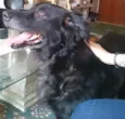 Tobias
