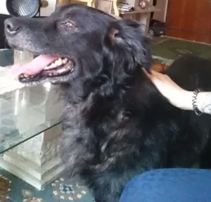 Cachorro raça SRD idade 6 ou mais anos nome Tobias