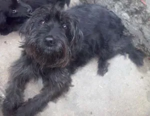 Cachorro raça  idade 2 anos nome penelope