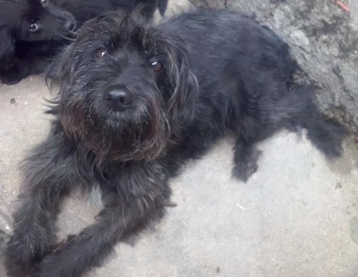 Cachorro ra a  idade 2 anos nome penelope