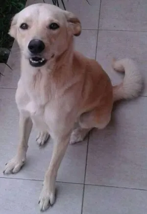 Cachorro raça Labrador idade 3 anos nome Bart