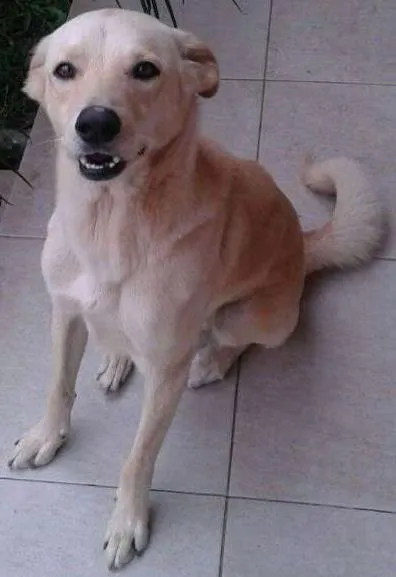 Cachorro ra a Labrador idade 3 anos nome Bart