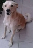 Bart