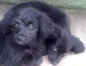 Cachorro raça  idade 2 a 6 meses nome 4 femeas