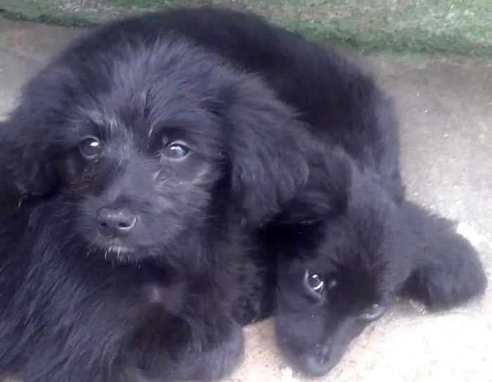 Cachorro ra a  idade 2 a 6 meses nome 4 femeas