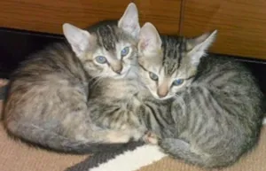 Gato raça nao sei idade 2 a 6 meses nome Agata