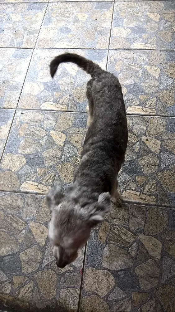 Cachorro ra a mix poodle idade 2 anos nome belinha
