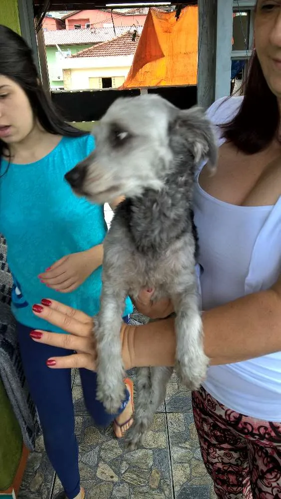 Cachorro ra a mix poodle idade 2 anos nome belinha