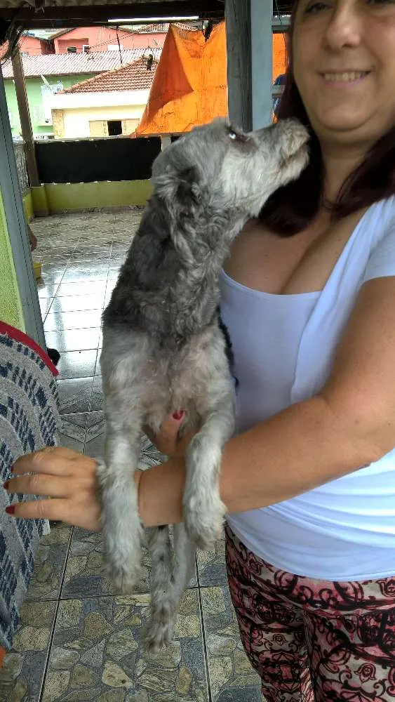 Cachorro ra a mix poodle idade 2 anos nome belinha
