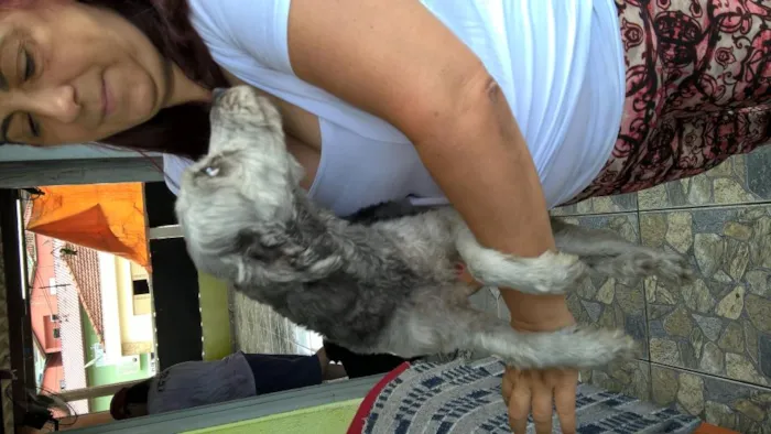 Cachorro ra a mix poodle idade 2 anos nome belinha