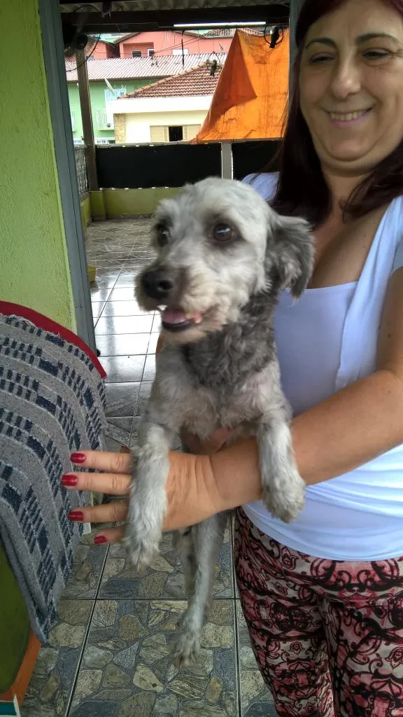 Cachorro ra a mix poodle idade 2 anos nome belinha