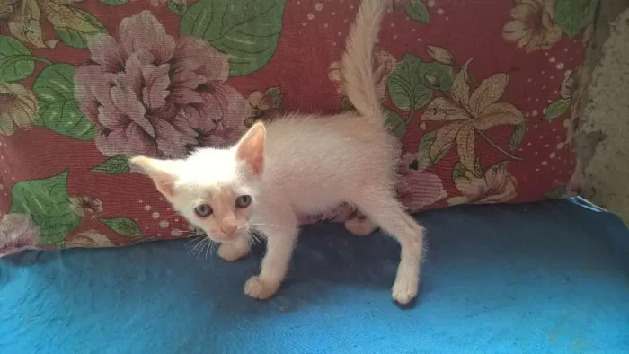Gato ra a srd idade Abaixo de 2 meses nome mirtilo