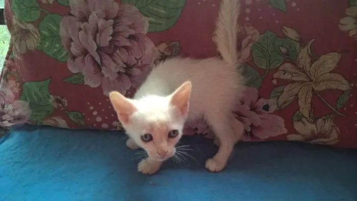 Gato ra a srd idade Abaixo de 2 meses nome mirtilo
