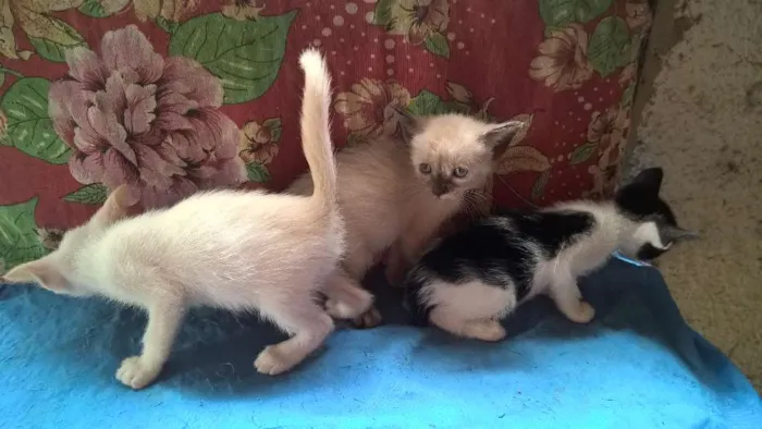 Gato ra a srd idade Abaixo de 2 meses nome mirtilo