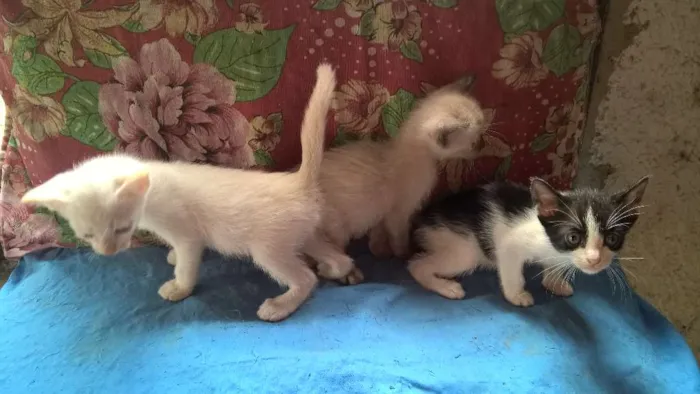 Gato ra a srd idade Abaixo de 2 meses nome mirtilo