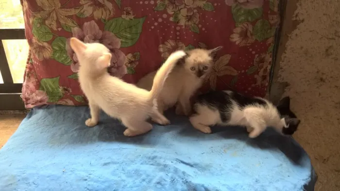 Gato ra a srd idade Abaixo de 2 meses nome mirtilo