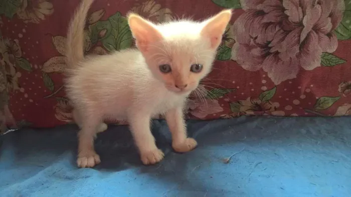 Gato ra a srd idade Abaixo de 2 meses nome mirtilo