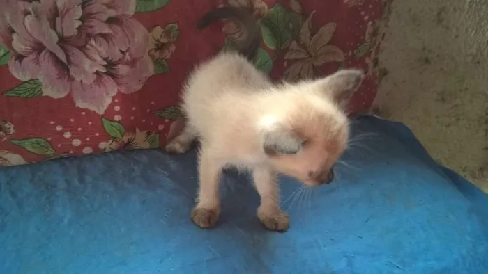 Gato ra a siamês idade Abaixo de 2 meses nome melancia