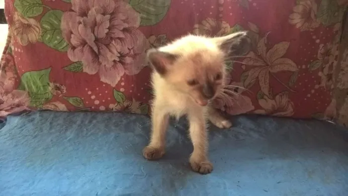 Gato ra a siamês idade Abaixo de 2 meses nome melancia
