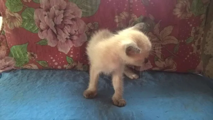 Gato ra a siamês idade Abaixo de 2 meses nome melancia