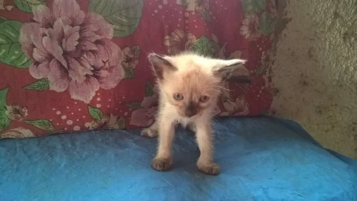 Gato ra a siamês idade Abaixo de 2 meses nome melancia