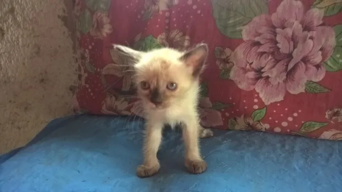 Gato ra a siamês idade Abaixo de 2 meses nome melancia