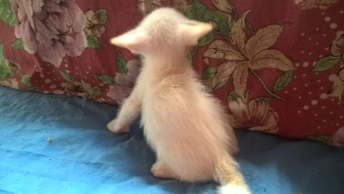 Gato ra a srd idade Abaixo de 2 meses nome marmelo