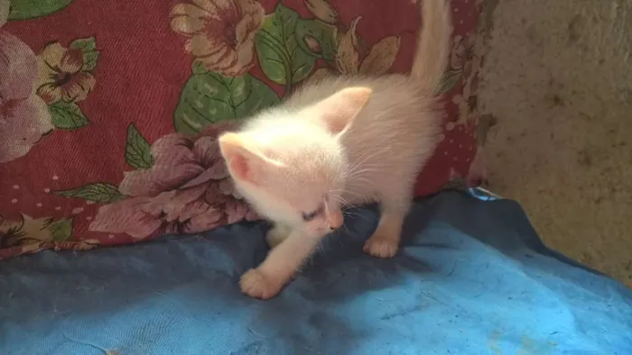 Gato ra a srd idade Abaixo de 2 meses nome marmelo