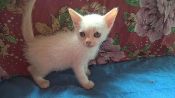 Gato ra a srd idade Abaixo de 2 meses nome marmelo