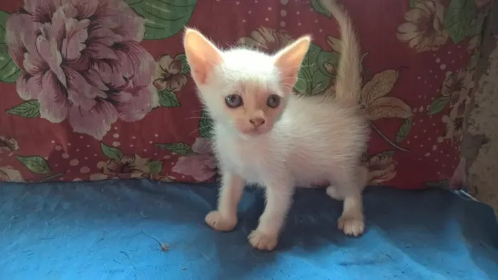 Gato ra a srd idade Abaixo de 2 meses nome marmelo
