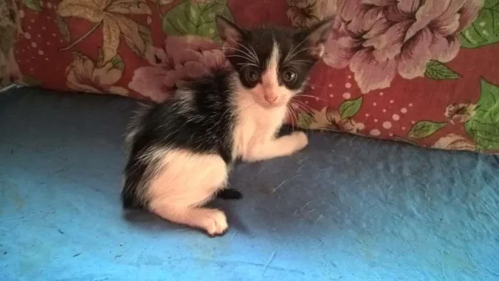 Gato ra a srd idade Abaixo de 2 meses nome mixirica