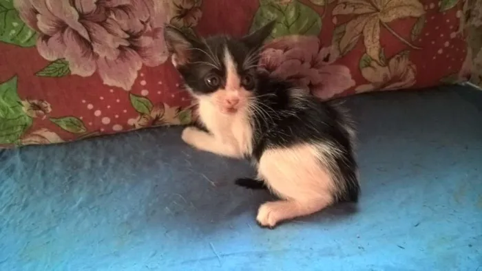 Gato ra a srd idade Abaixo de 2 meses nome mixirica
