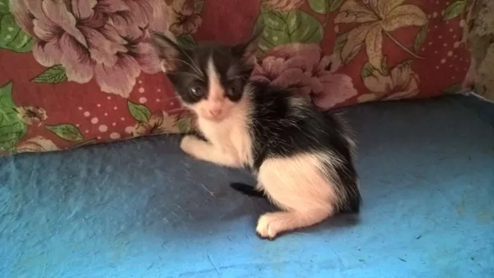 Gato ra a srd idade Abaixo de 2 meses nome mixirica