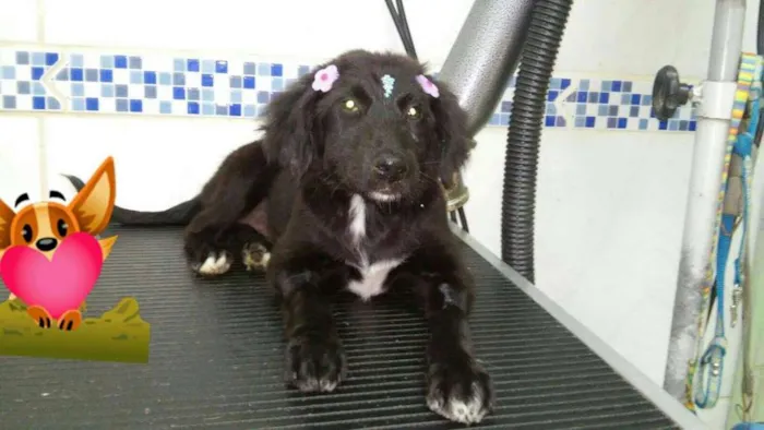 Cachorro ra a  idade 2 a 6 meses nome Hanna