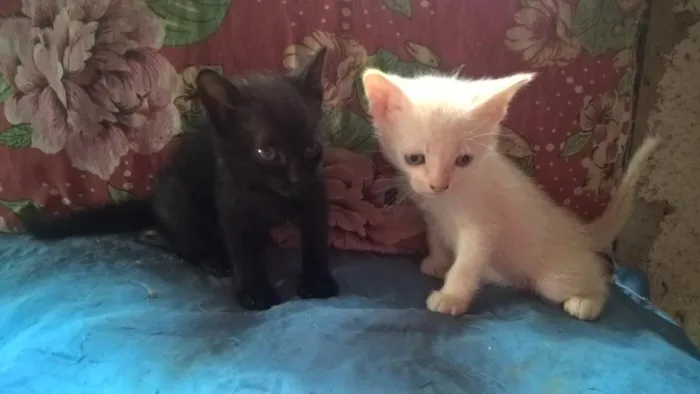 Gato ra a srd idade Abaixo de 2 meses nome morango