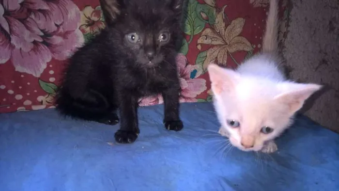 Gato ra a srd idade Abaixo de 2 meses nome morango