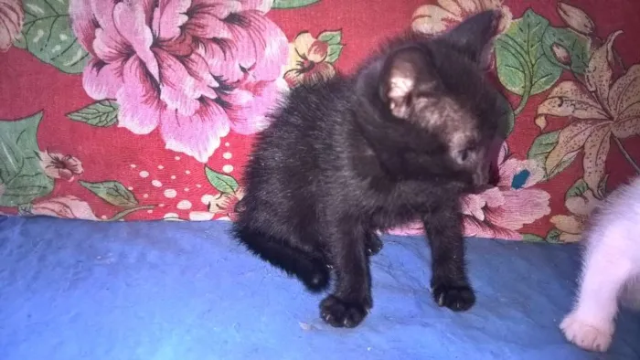 Gato ra a srd idade Abaixo de 2 meses nome morango