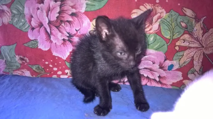 Gato ra a srd idade Abaixo de 2 meses nome morango