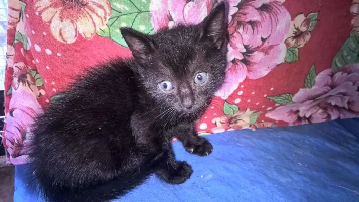Gato ra a srd idade Abaixo de 2 meses nome morango