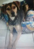 Cachorro raça Vira Lata idade 7 a 11 meses nome Nina