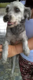 belinha