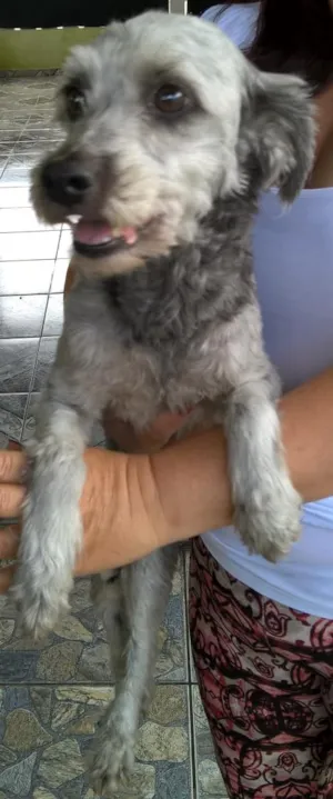 Cachorro raça mix poodle idade 2 anos nome belinha