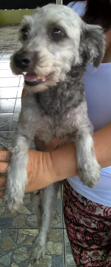 Cachorro ra a mix poodle idade 2 anos nome belinha