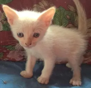 Gato raça srd idade Abaixo de 2 meses nome mirtilo