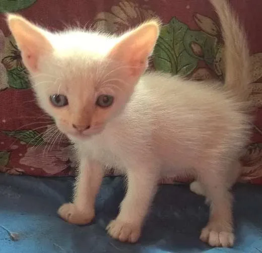 Gato ra a srd idade Abaixo de 2 meses nome mirtilo