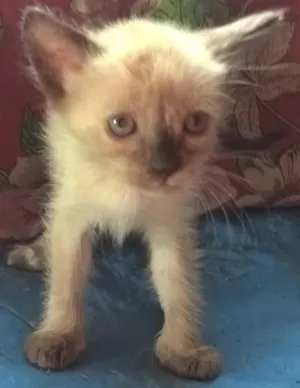Gato raça siamês idade Abaixo de 2 meses nome melancia