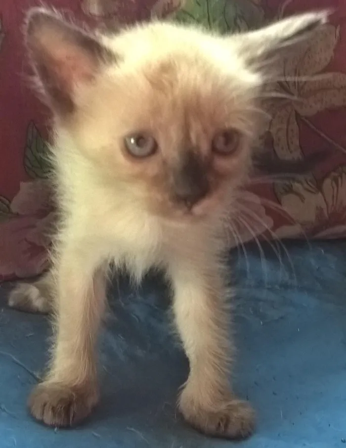 Gato ra a siamês idade Abaixo de 2 meses nome melancia