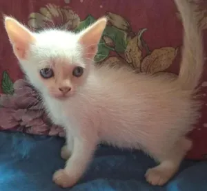 Gato raça srd idade Abaixo de 2 meses nome marmelo
